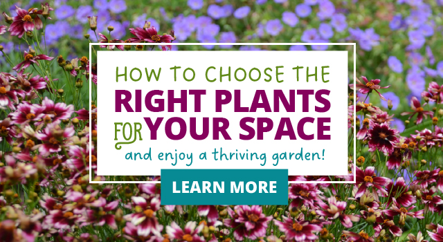 How To Choose The Right Plants For Your Space & Enjoy A Thriving Garden