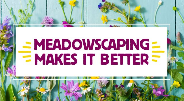 Meadowscaping Makes It Better
