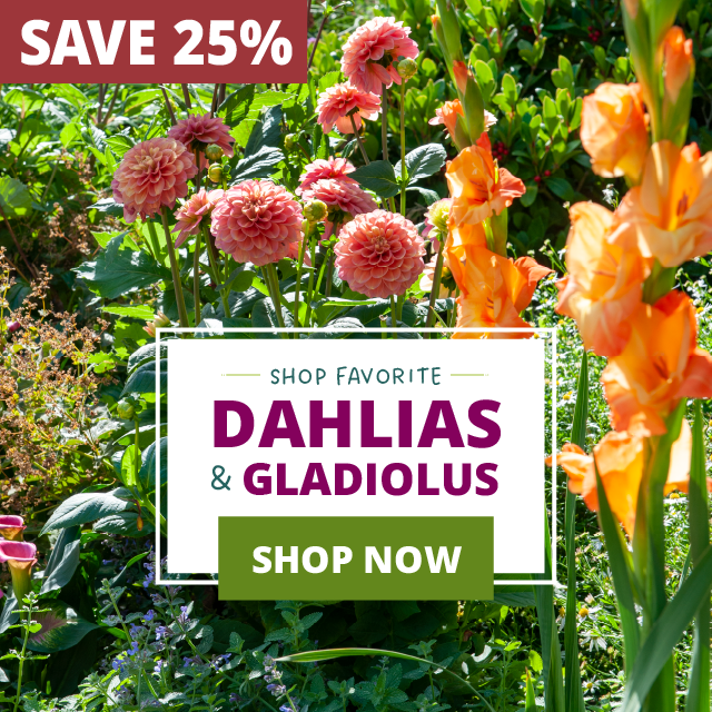 Save 25% On Dahlias & Glads
