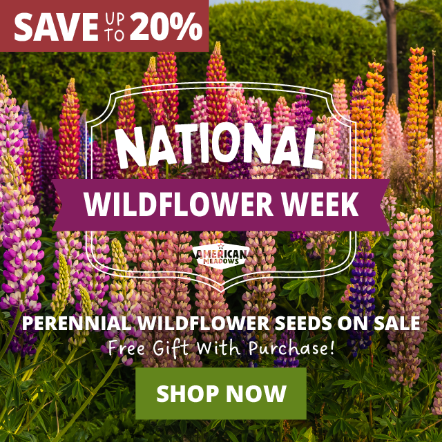 All Perennial Wildflower Seeds On Sale