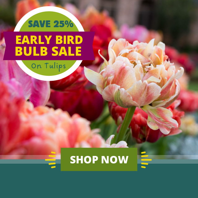 Let's Talk Tulips! Tulip Types Explained American Meadows