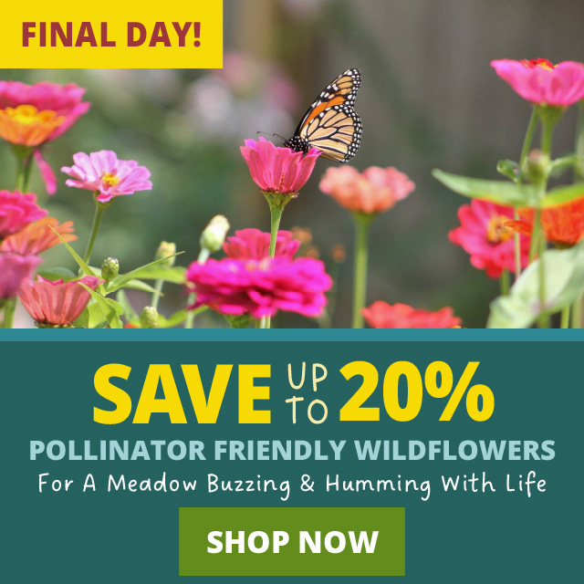 Save Up To 20% | Final Day! Save On Pollinator-Friendly Wildflowers For A meadow buzzing & humming with life. Shop Now