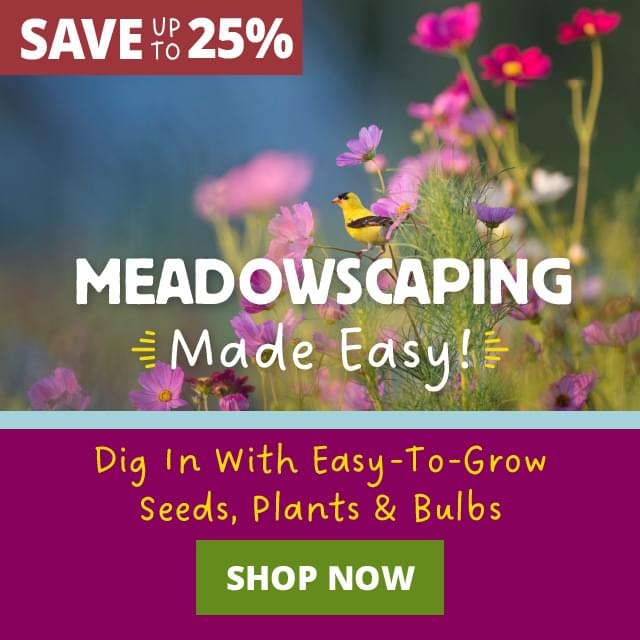 Save Up To 25% - Meadowscaping Made Easy Easy To Grow Seeds, Plants & Bulbs Shop Now