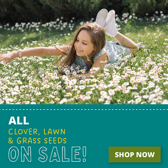All Clover, Lawn & Grass Seeds On Sale! Shop Now