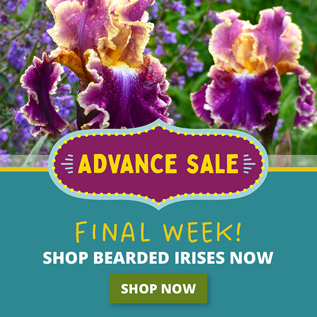 Final Week Advance Sale Shop Bearded Irises Shop Now