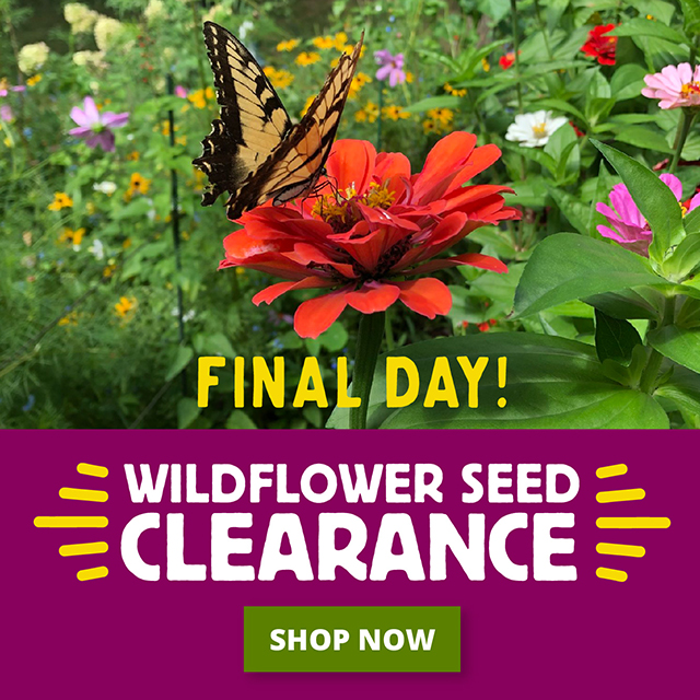 Final Day Wildflower Seed Clearance Shop Now