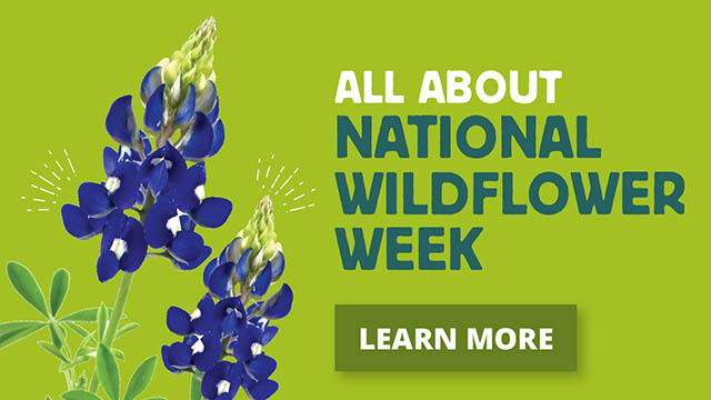 All About National Wildflower Week Learn More