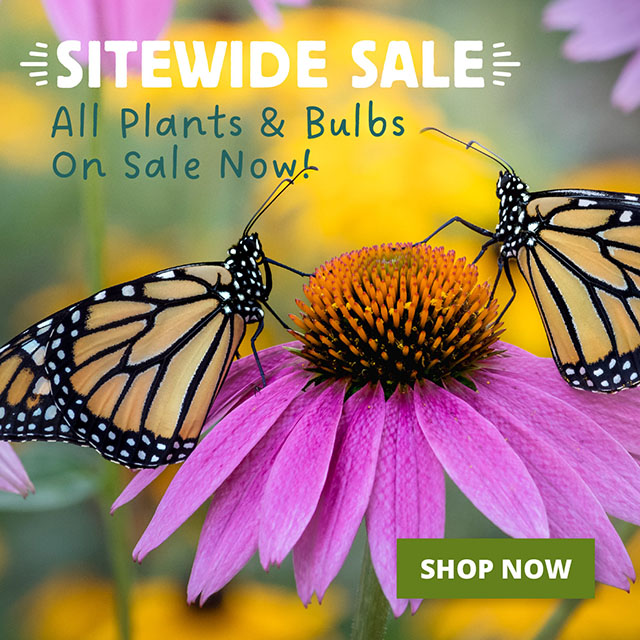 Sitewide Sale - All Plants, Seeds & Bulbs Are Up To 25% Off