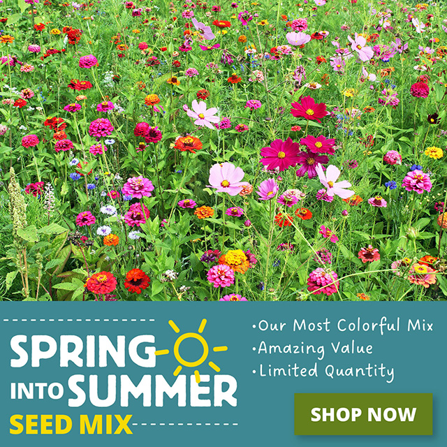 Spring Into Summer Wildflower Seed Mix Shop Now