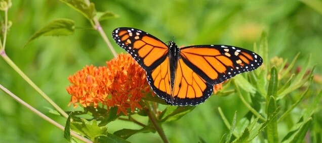 Monarch and Butterfly Weed