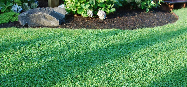 microclover lawn