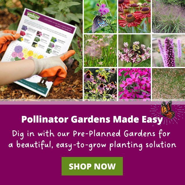 Pollinator Gardens Made Easy - Dig in with our Pre-Planned Gardens for a beautiful, easy-to-grow planting solution. Shop  Now