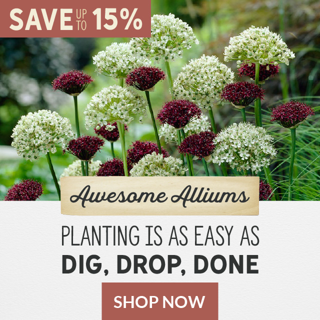 Save Up To 15% Awesome Alliums Planting Is As Easy As Dig, Drop, Done Shop Now