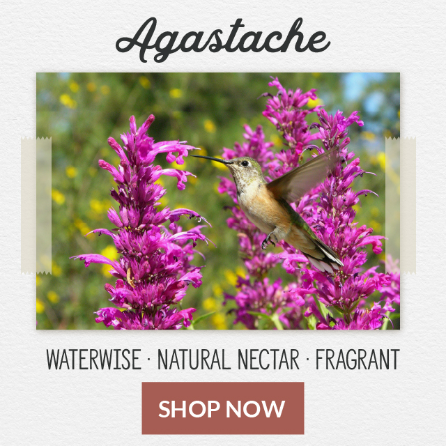 Agastache - Waterwise - Natural Nectar - Fragrant Shop Now