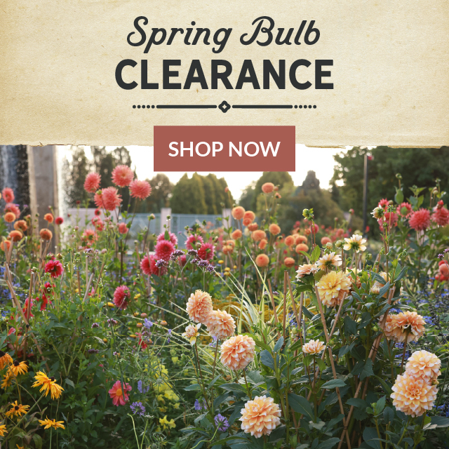 spring bulb clearance