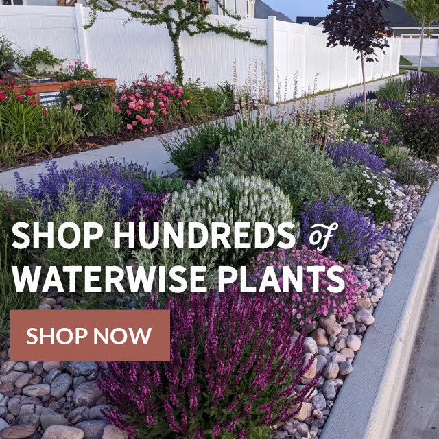 Shop hundreds of waterwise plants