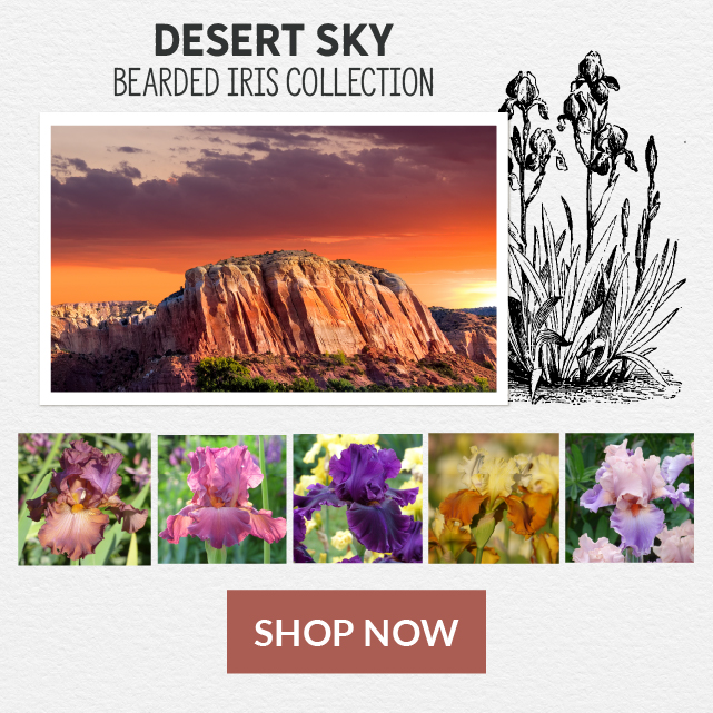 Desert Sky Bearded Iris Collection - Shop Now