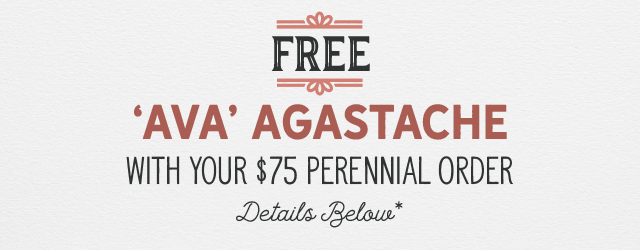Free Ava Agastache with your $75 perennial order Shop Now