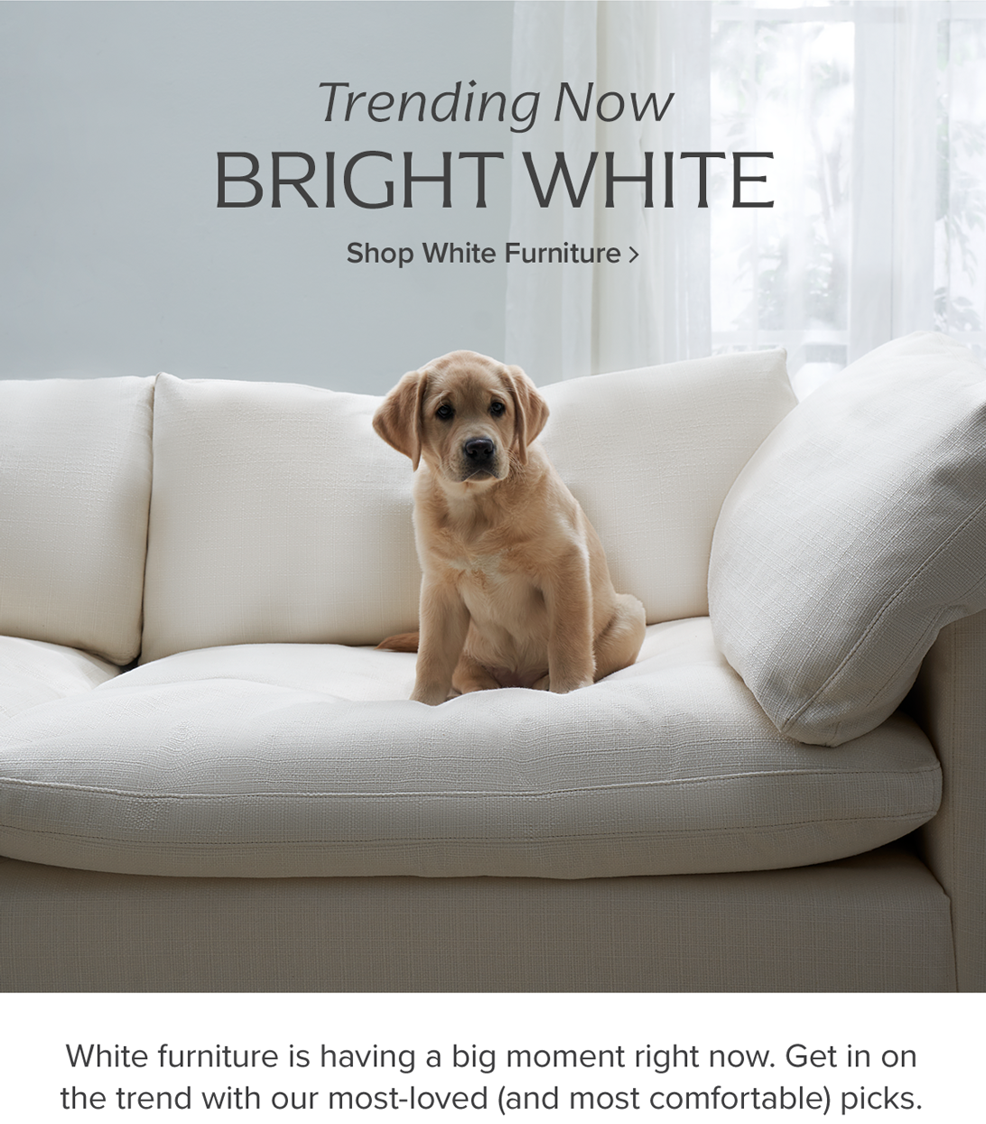 Trending Now: Bright White