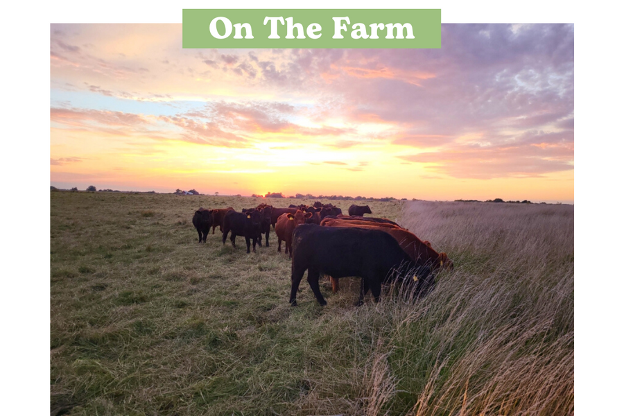 Picture of Cattle in a pasture glorious October sunset
