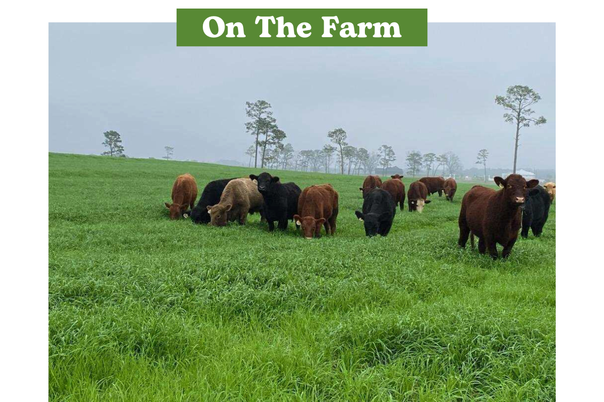Picture of Cattle in a pasture, South Alabama