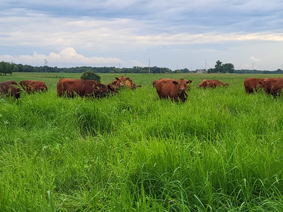grassfed beef steaks, red steers in pasture