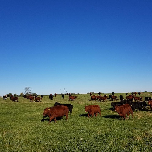 grassfed beef steaks, red steers in pasture