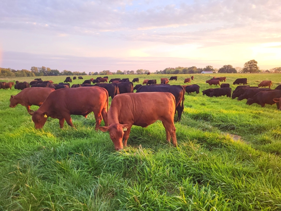 grassfed beef steaks, sunset on the farm