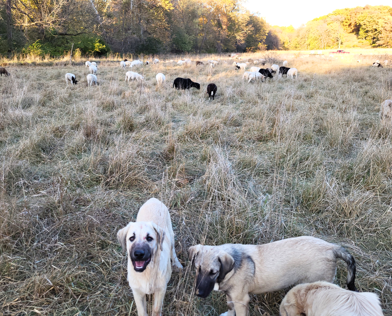 grassfed lamb, guard pups