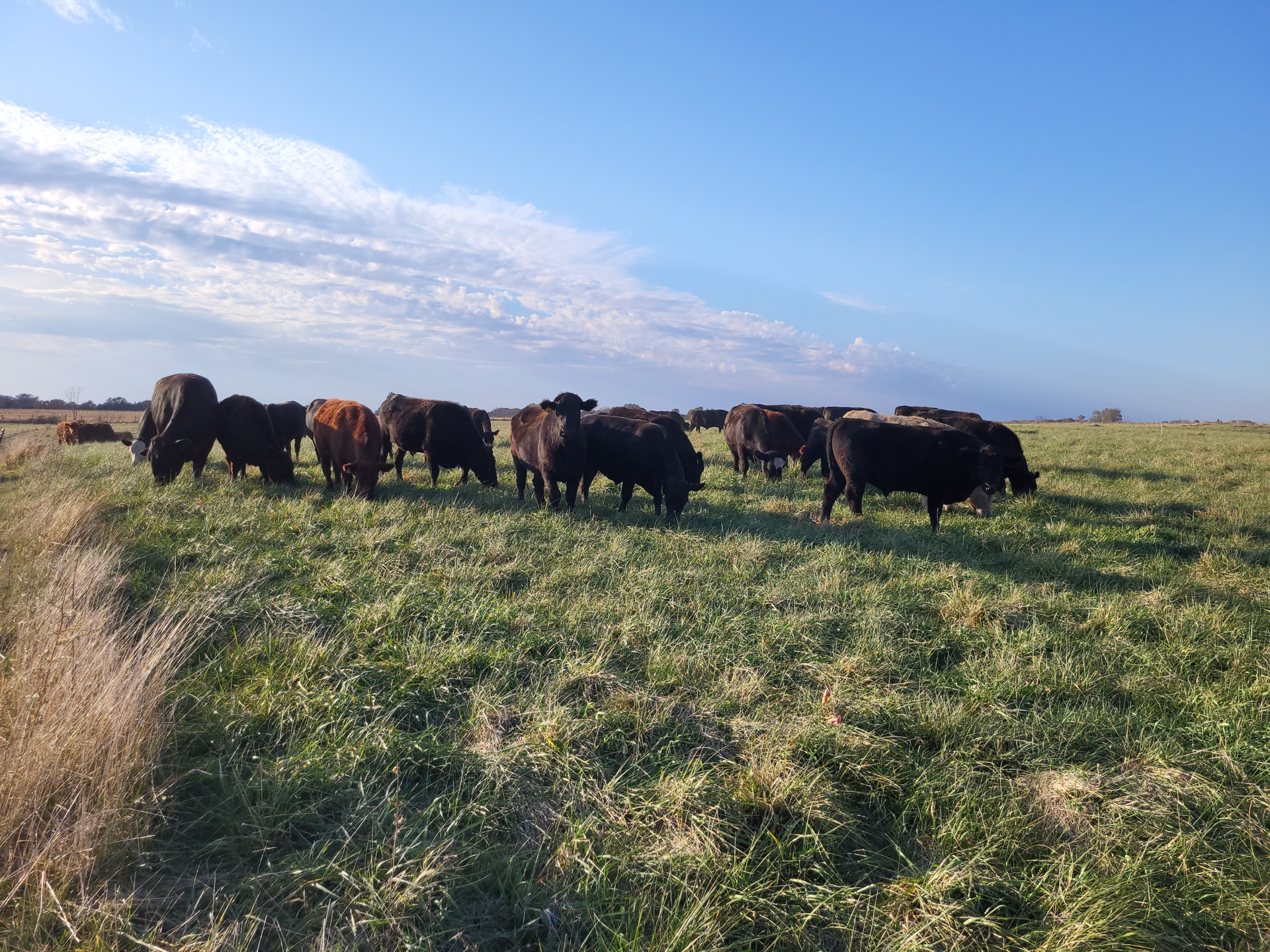 grassfed cattle, frosty clouds