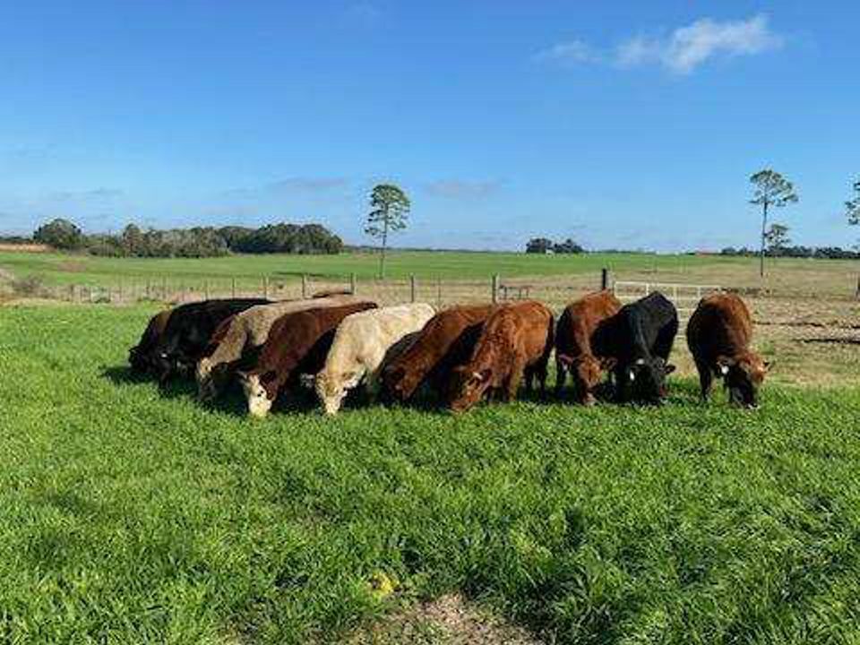 grassfed alabama cattle