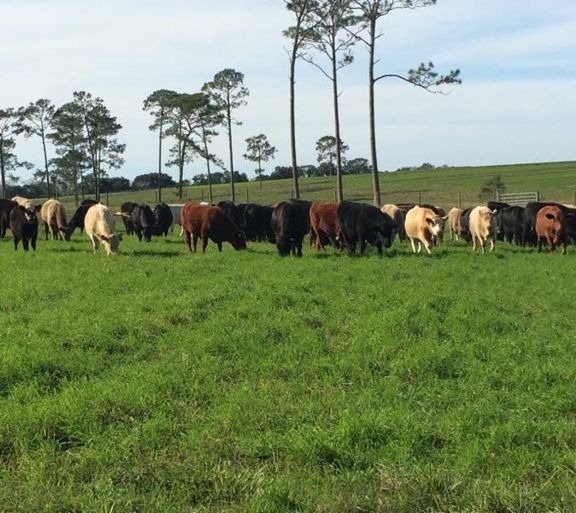 Picture of Cattle in a pasture, South Alabama