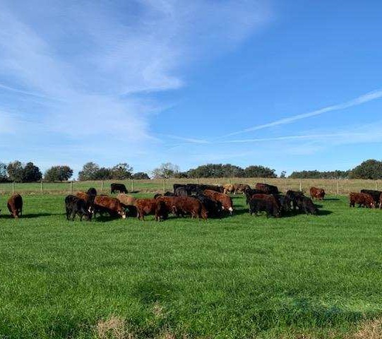 grassfed cattle, alabama