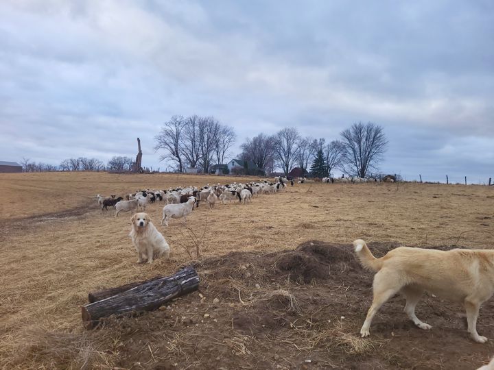 lambs in Missouri, jenny keeps watch