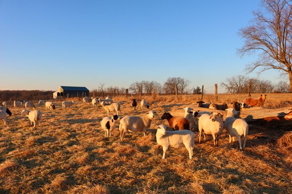 grass-fed lambs in Missouri