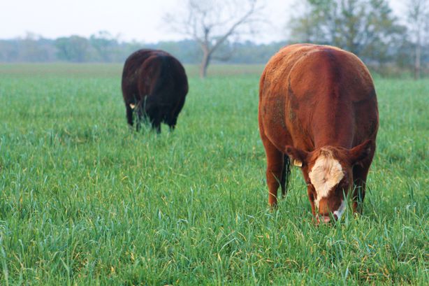 grassfed cattle, alabama