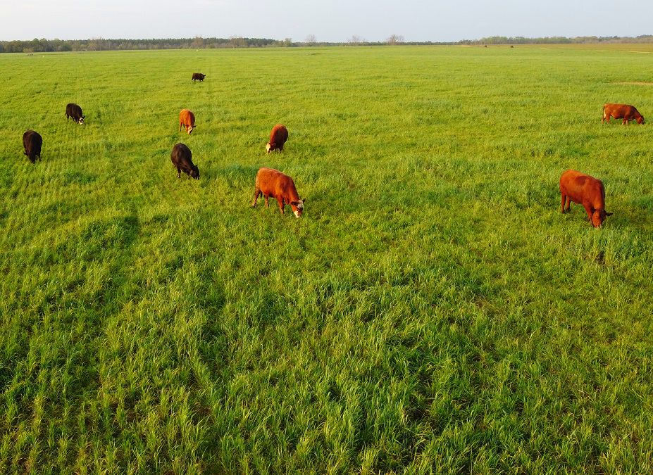 Alabama Beef Cattle, early spring grasses
