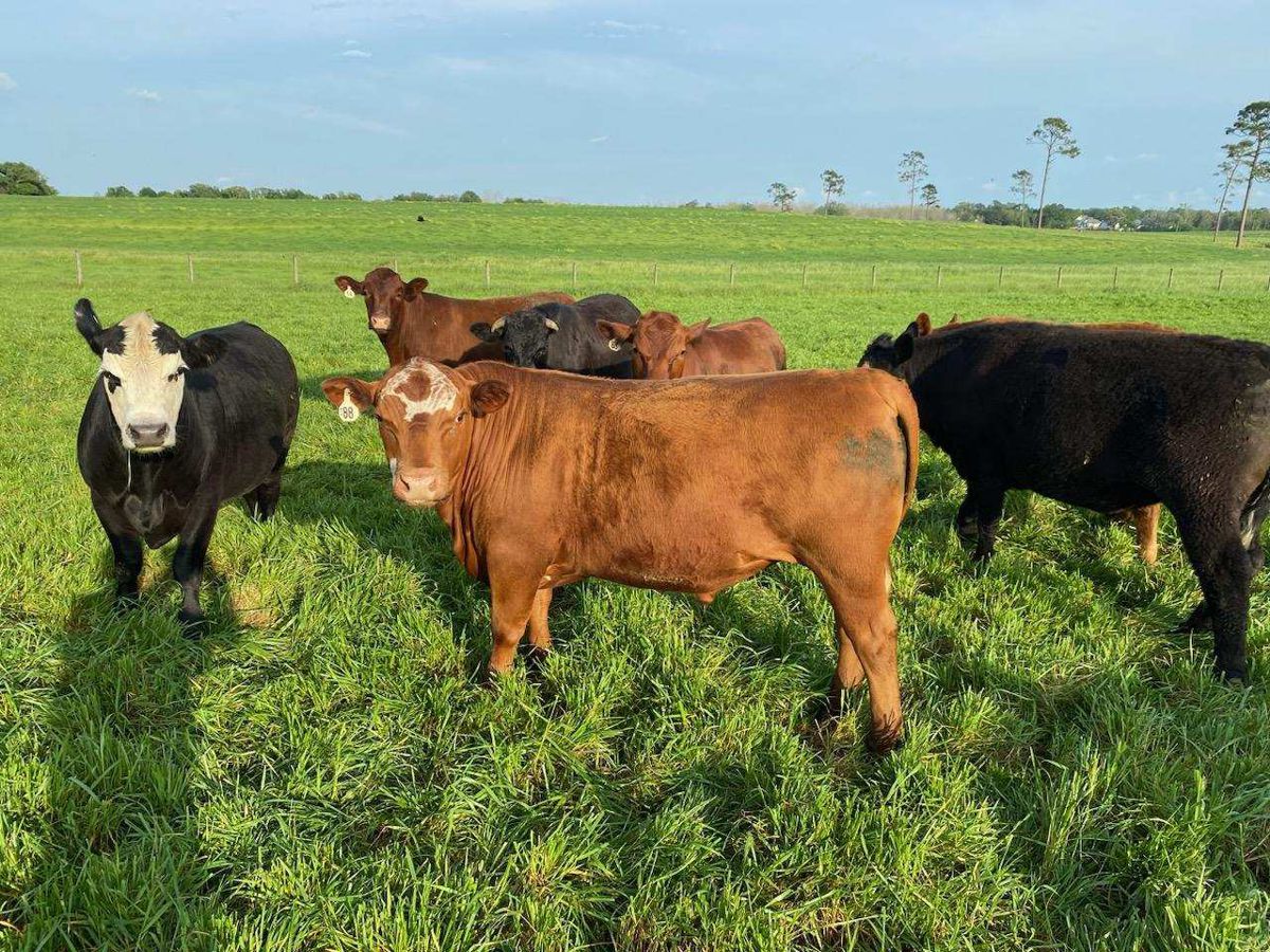 grass-fed beef in Missouri pasture
