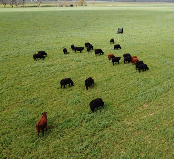 drone overhead view of cattle in pasture