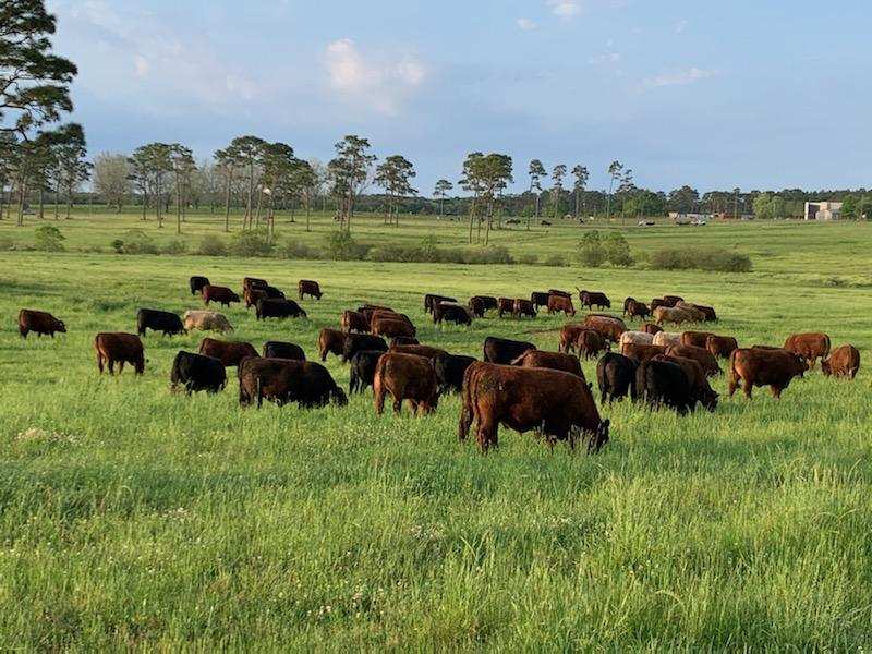 grassfed cattle, Alabama pastures