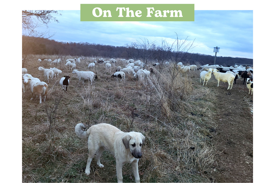Missouri Lambs in Pasture