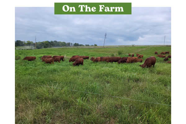 Picture of Cattle in a pasture