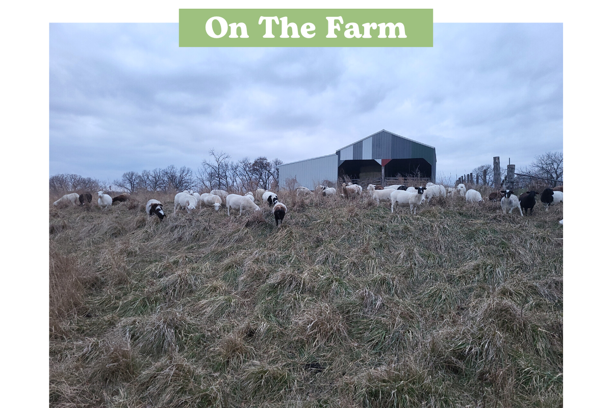 Missouri Lambs in Pasture