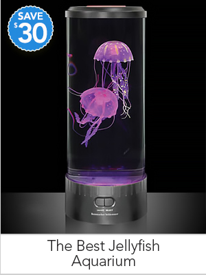 The Best Jellyfish Aquarium