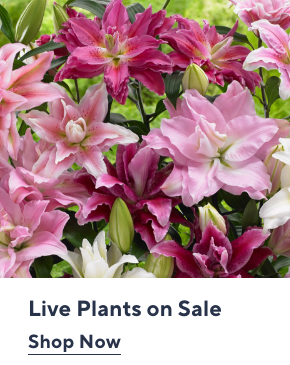 Live Plants on Sale