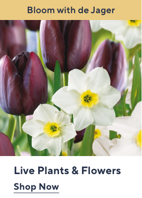 Live Plants & Flowers