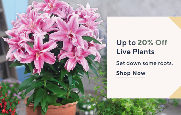 live plants sale