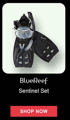 Blue Reef Sentinel Set | Shop Now