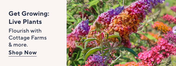 Get Growing: Live Plants