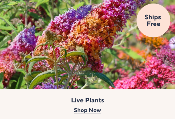 live plants